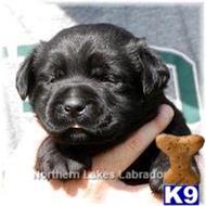 labrador retriever puppy posted by mnlabs13