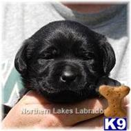 labrador retriever puppy posted by mnlabs13