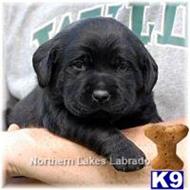labrador retriever puppy posted by mnlabs13