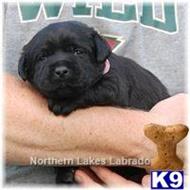 labrador retriever puppy posted by mnlabs13