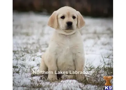 Labrador Retriever