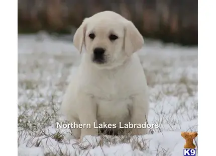 Labrador Retriever