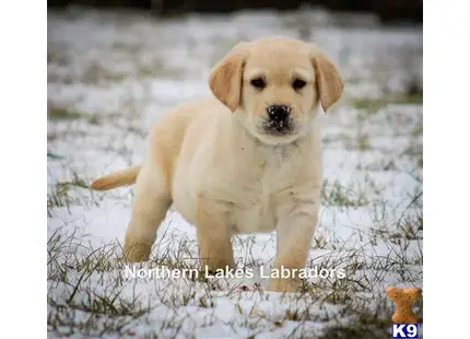 Labrador Retriever