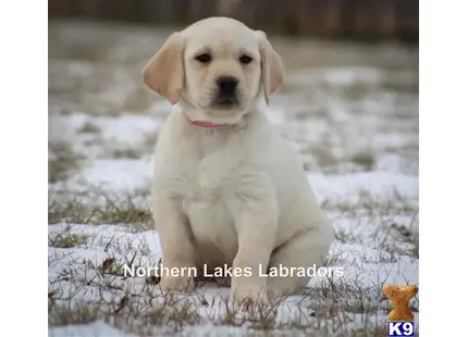 Labrador Retriever