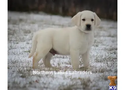 Labrador Retriever