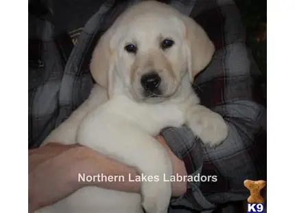 Labrador Retriever