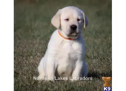 Labrador Retriever