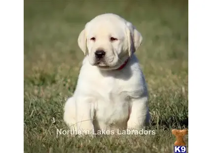 Labrador Retriever