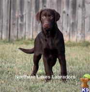 labrador retriever puppy posted by mnlabs13