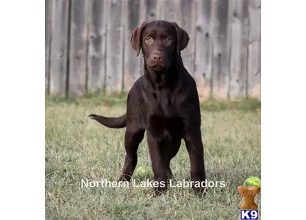 Labrador Retriever