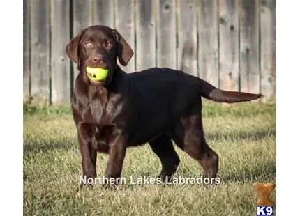 Labrador Retriever