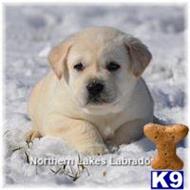 labrador retriever puppy posted by mnlabs13