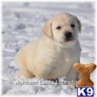 labrador retriever puppy posted by mnlabs13