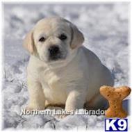 labrador retriever puppy posted by mnlabs13