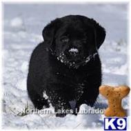 labrador retriever puppy posted by mnlabs13