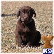 labrador retriever puppy posted by mnlabs13