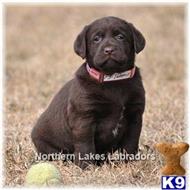 labrador retriever puppy posted by mnlabs13