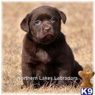 labrador retriever puppy posted by mnlabs13