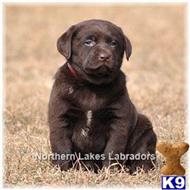 labrador retriever puppy posted by mnlabs13