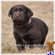labrador retriever puppy posted by mnlabs13