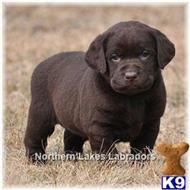 labrador retriever puppy posted by mnlabs13
