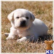 labrador retriever puppy posted by mnlabs13