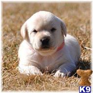 labrador retriever puppy posted by mnlabs13
