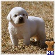 labrador retriever puppy posted by mnlabs13