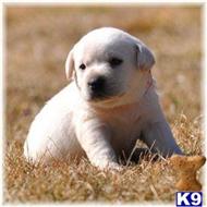 labrador retriever puppy posted by mnlabs13