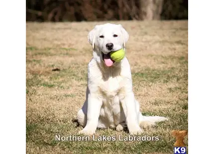 Labrador Retriever