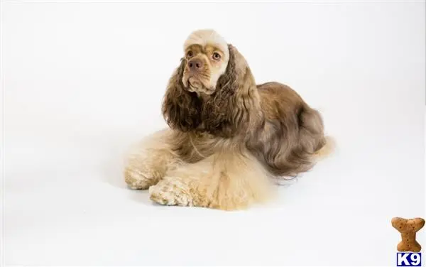 Cocker Spaniel stud dog