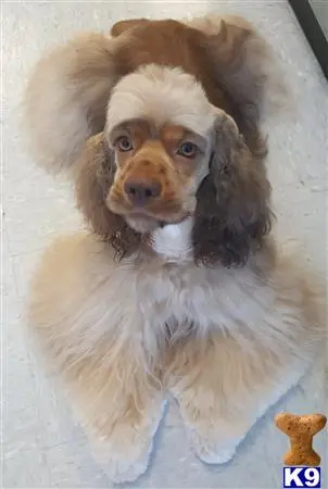 Cocker Spaniel stud dog