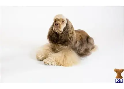 Cocker Spaniel