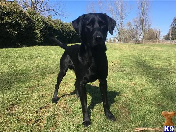 Labrador Retriever stud dog: a black labrador retriever dog standing in a grassy area