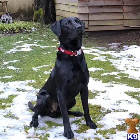 Labrador Retriever stud dog: a black labrador retriever dog sitting on a snowy ground