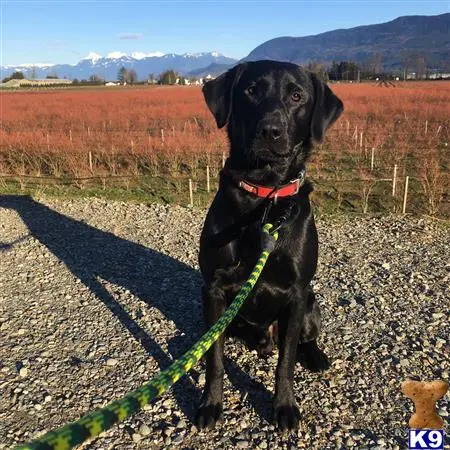 Labrador Retriever stud dog: a black labrador retriever dog sitting on a dirt road with a red collar