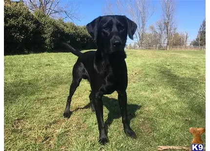 Labrador Retriever stud dog: a black labrador retriever dog standing in a grassy area