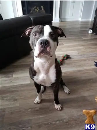 Staffordshire Bull Terrier stud dog: a staffordshire bull terrier dog sitting on a wood floor