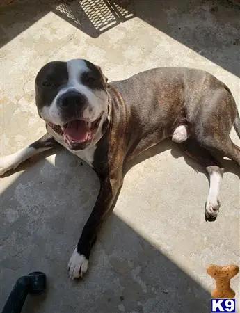 Staffordshire Bull Terrier stud dog: a staffordshire bull terrier dog lying on the ground