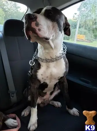 Staffordshire Bull Terrier stud dog: a staffordshire bull terrier dog sitting in a car