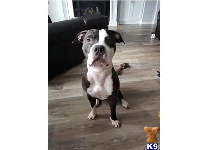 Staffordshire Bull Terrier stud dog: a staffordshire bull terrier dog sitting on a wood floor