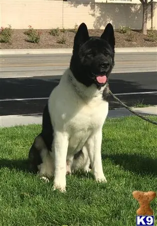 Akita stud dog