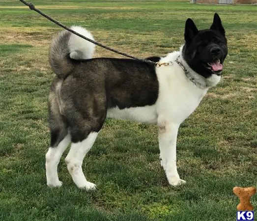 Akita stud dog