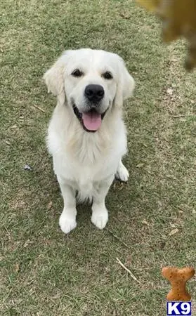 Golden Retriever stud dog