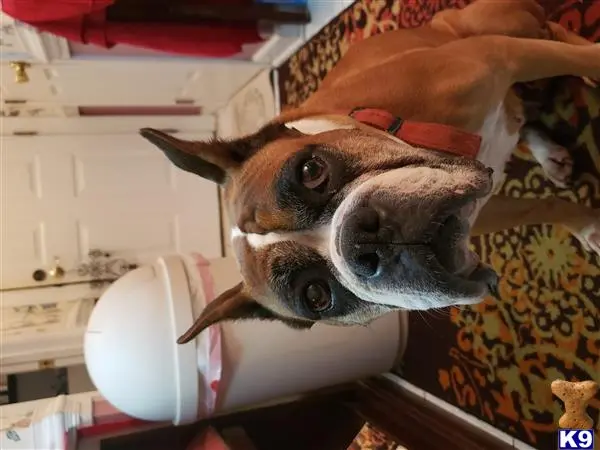 Boxer female dog