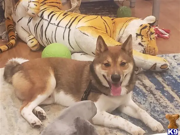 Shiba Inu stud dog: a shiba inu dog lying on a rug
