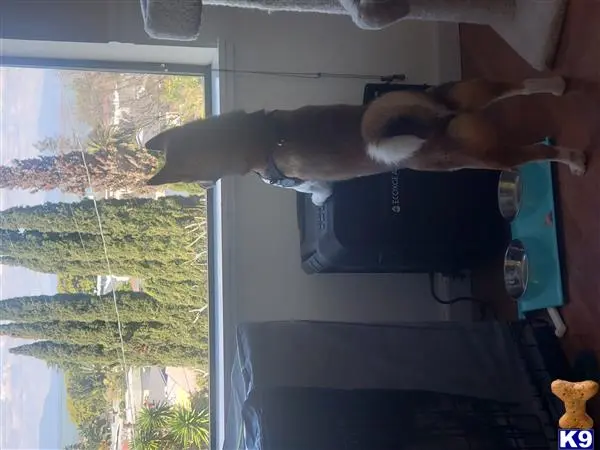 Shiba Inu stud dog: a rabbit standing on a chair