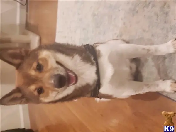 Shiba Inu stud dog: a shiba inu dog lying on the floor