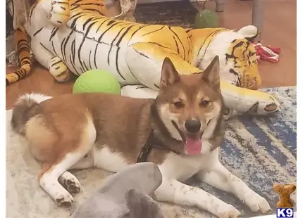 Shiba Inu stud dog: a shiba inu dog lying on a rug