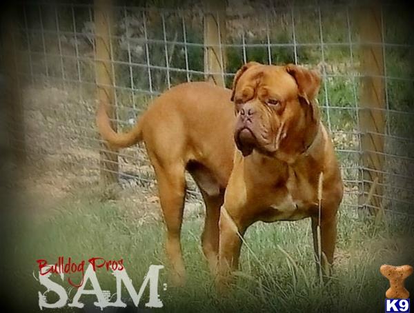 Dogue De Bordeaux stud dog